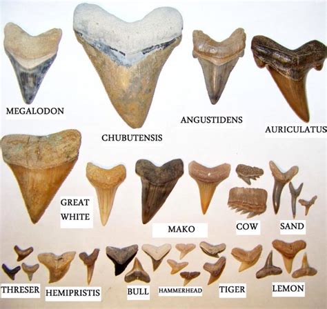 identifying shark teeth.